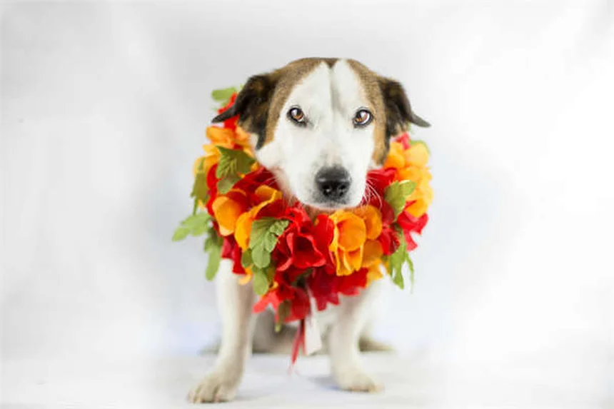 Endotoxämie beim Pferd: Lebensgefährliche Notfall-Situation erkennen und handeln