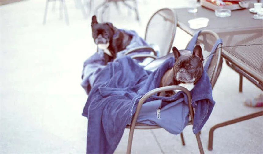 Hundekot richtig entsorgen: So geht's sicher und hygienisch!