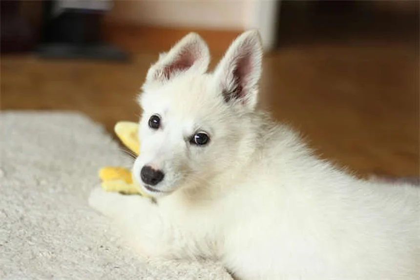 Hund leckt ständig Lippen? 7 Gründe & was du tun kannst!