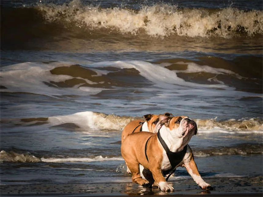 Hund hat Verstopfung? 5 schnelle Hausmittel die wirklich helfen