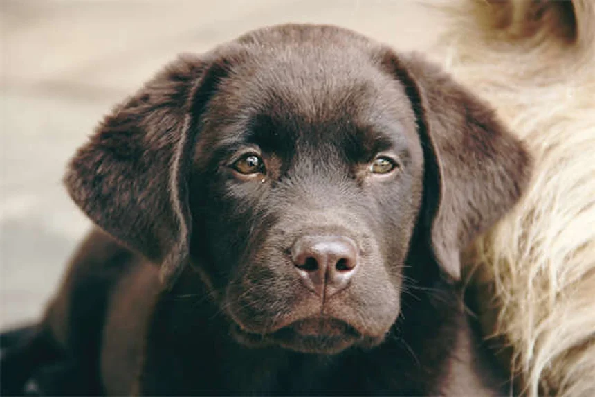 Hund hat Verstopfung? 5 schnelle Hausmittel die wirklich helfen