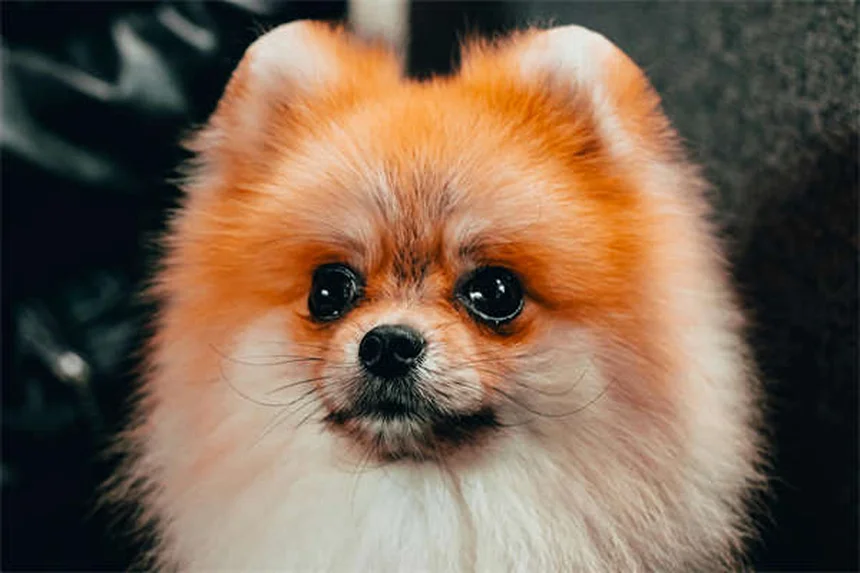 Grauer Star bei Hunden: Symptome, Behandlung & Kosten im Überblick