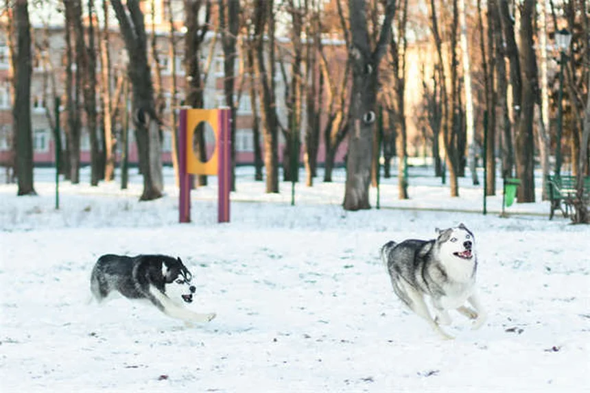 Grauer Star bei Hunden: Symptome, Behandlung & Kosten im Überblick