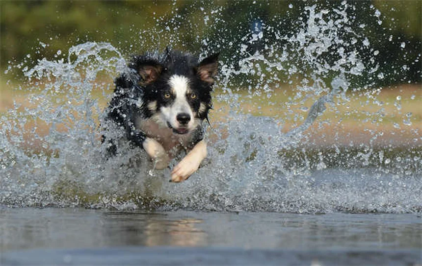 Grauer Star bei Hunden: Symptome, Behandlung & Kosten im Überblick
