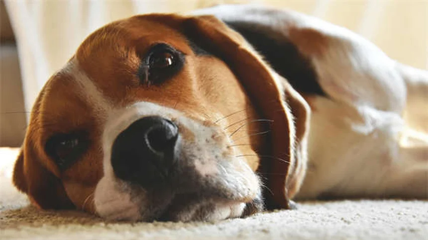 Hundebox-Training: So gewöhnst du deinen Welpen stressfrei an die Box