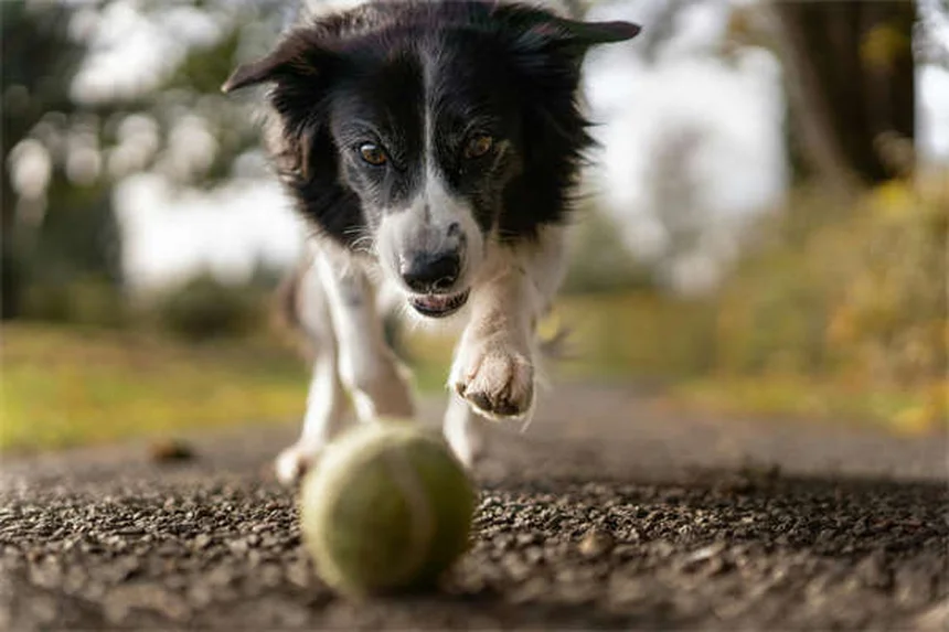 Blasensteine bei Hunden: Ernährungstipps zur Behandlung & Vorbeugung
