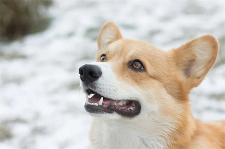 Theophyllin für Hunde und Katzen: Wirkung, Dosierung & wichtige Tipps