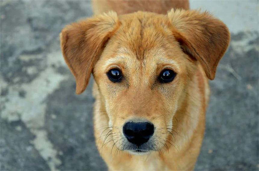 Theophyllin für Hunde und Katzen: Wirkung, Dosierung & wichtige Tipps