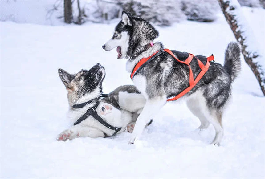 5 wichtige Sicherheitstipps für Hunde am Strand - So wird der Ausflug perfekt!